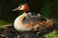 42 - Grebes family - BACLE JEAN CLAUDE - france